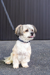 FuzzYard Life Dog Collar - Slate Grey